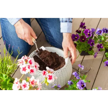 Pansy Plant Pansy Plant6-3389122-43804.webp